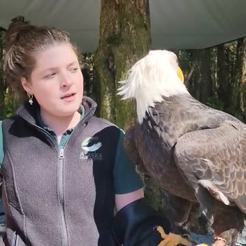 Why are they called "bald" eagles?