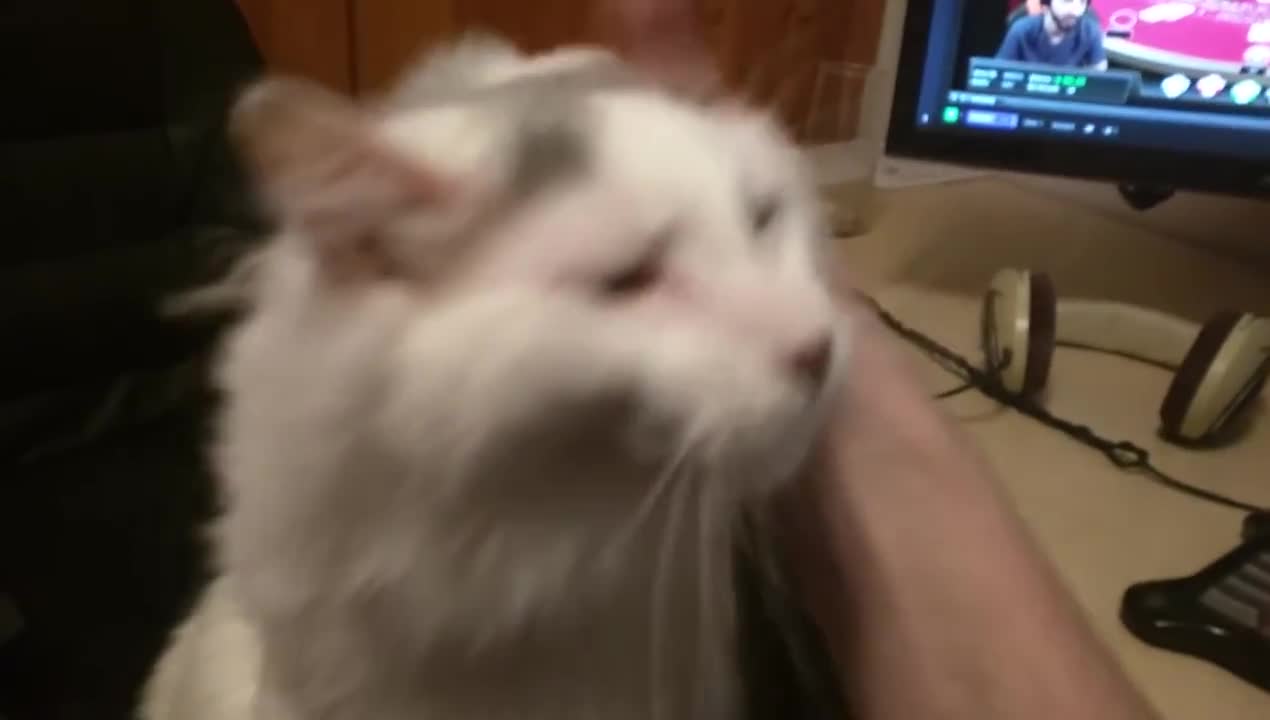 Cat derps out when you hit the spot