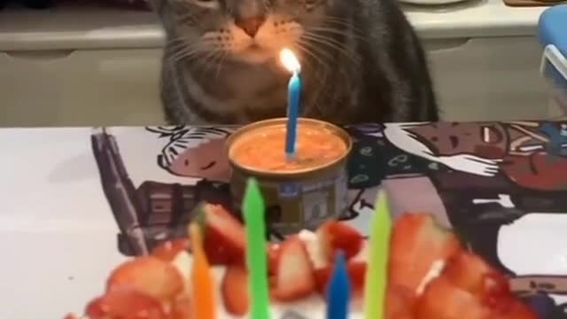 everyone is celebrating cat's birthday