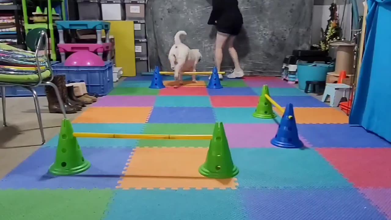 Tindrah's May 2023 Small Spaces Agility Novice