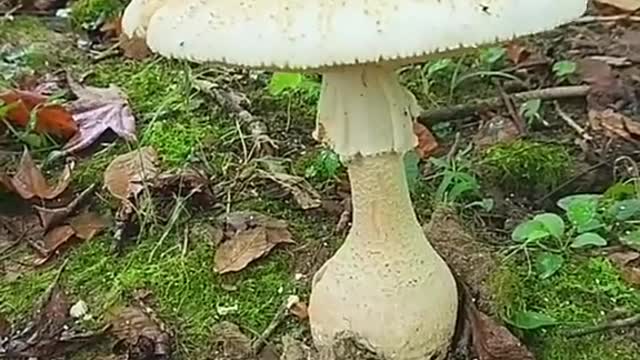 Kittens and Mushrooms.