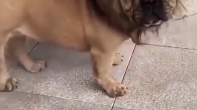 🤣 Funny Dog's 2021 | Try Not To LAUGH!!