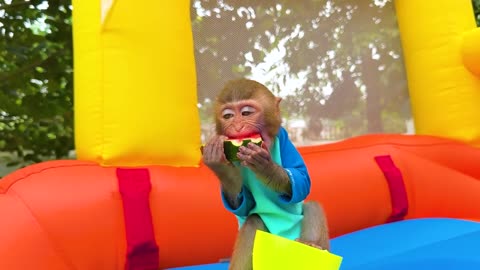 Monkey baby bon bon plays with chicks with swming pool