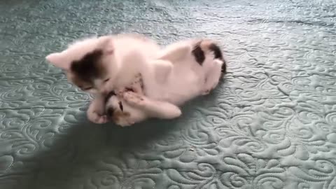 Cute Kittens - Funny and Cute Cat Videos 2023