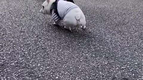 Stubborn Dog Refuses to Walk Forcing Owner to Drag Them