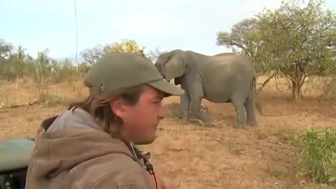 Safari live video of Elephants