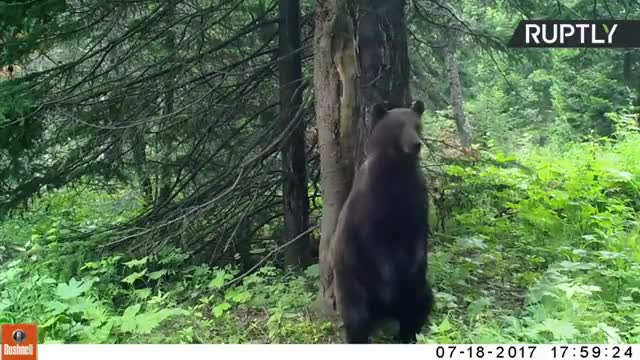 Rare footage of a bear dancing in the forest