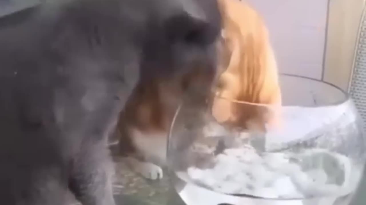 Cat so funny Video viral 2023 😂🤪