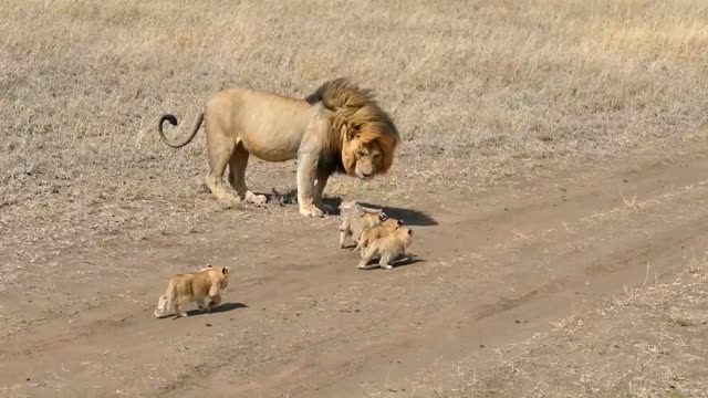 Lion Dad tries to ditc his kids|lion playing with cubs