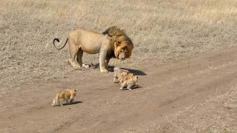 Lion Dad tries to ditc his kids|lion playing with cubs