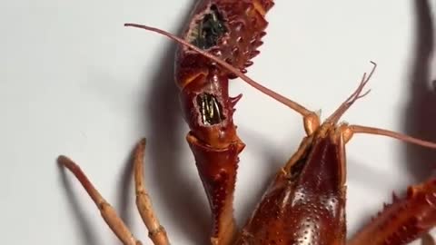 Insect specimen Crayfish