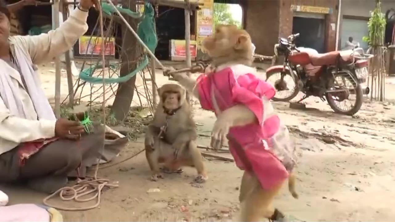 Funny animal monkey dance videos