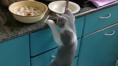 Never leave cat in kitchen
