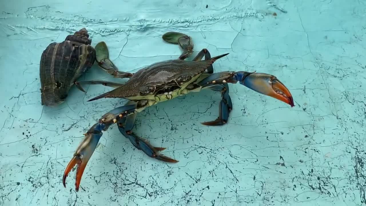 Big Blue Crab