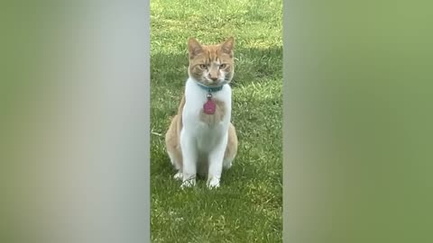 Best Funny Animal Videos Of The 2023 🤣 - Funniest Cats And Dogs Videos 😺😍 (43)