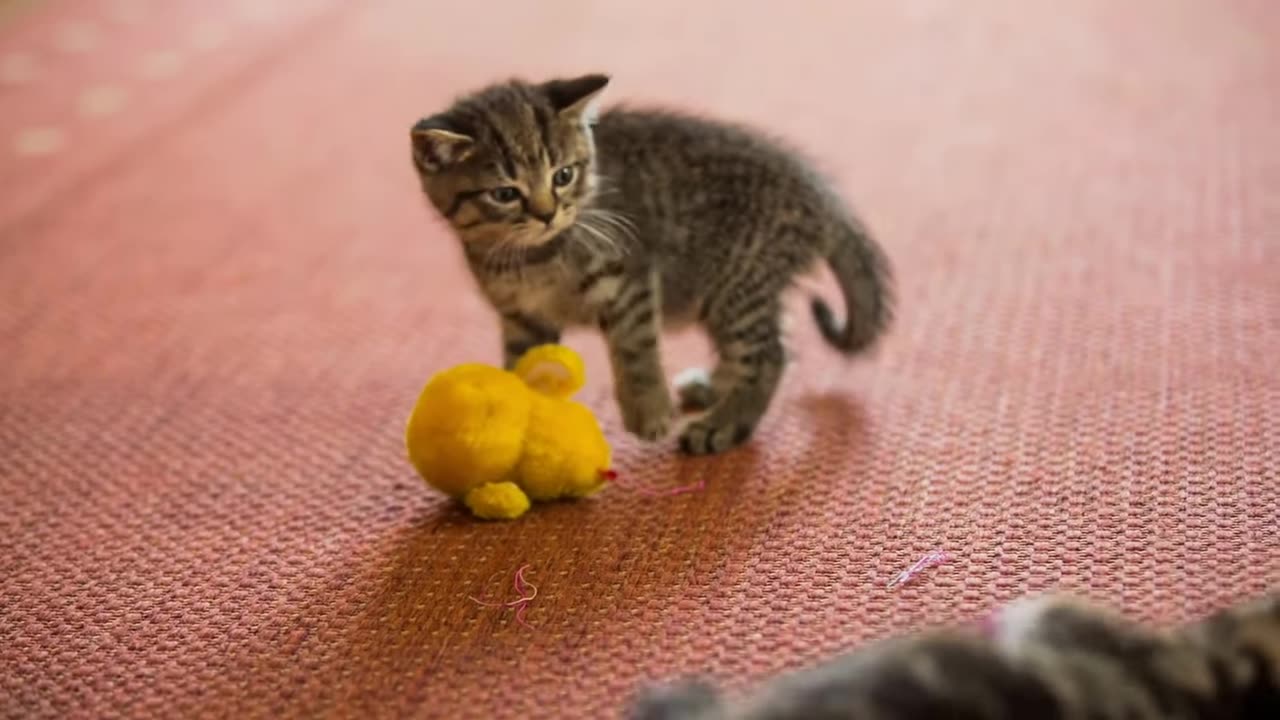 8 Breeds of Munchkin Cats