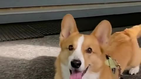 Corgo does a crawl