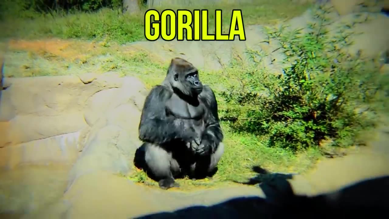 Awesome animals must watch video