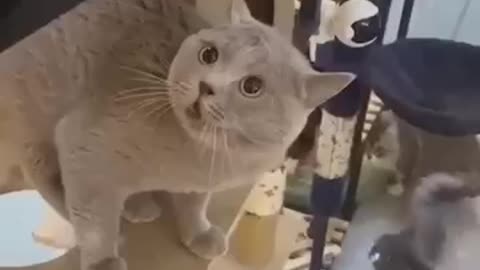 Funny animals, funny cats, funny dogs, funny animals videos!😃 @shauqat