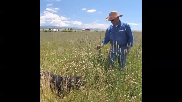 Wet Mountain Valley hay