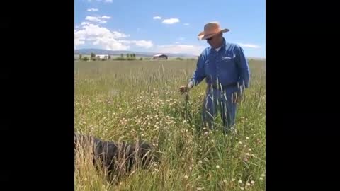 Wet Mountain Valley hay