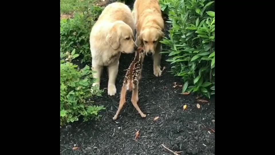 Dog 🐕and baby deer🦌 unique friendship is winning hearts. Watch