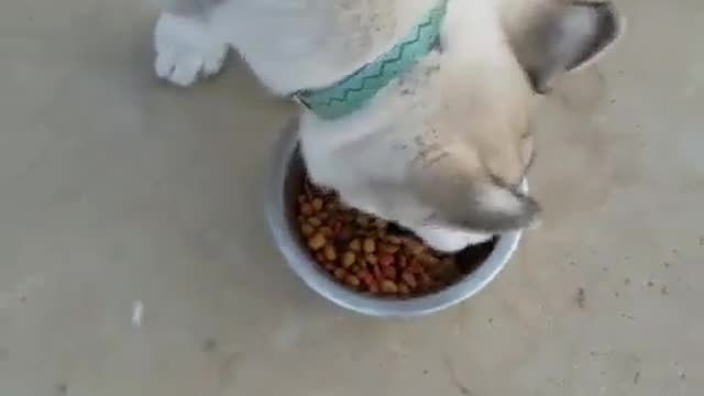 A dog that likes jumping.