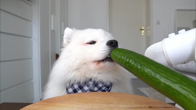 ASMR Dog Reviewing Different Types of Food