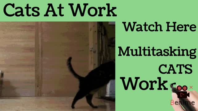 Multitasking Cat. WOW