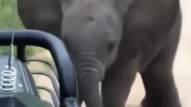 Cute Elephant baby playing with tourist