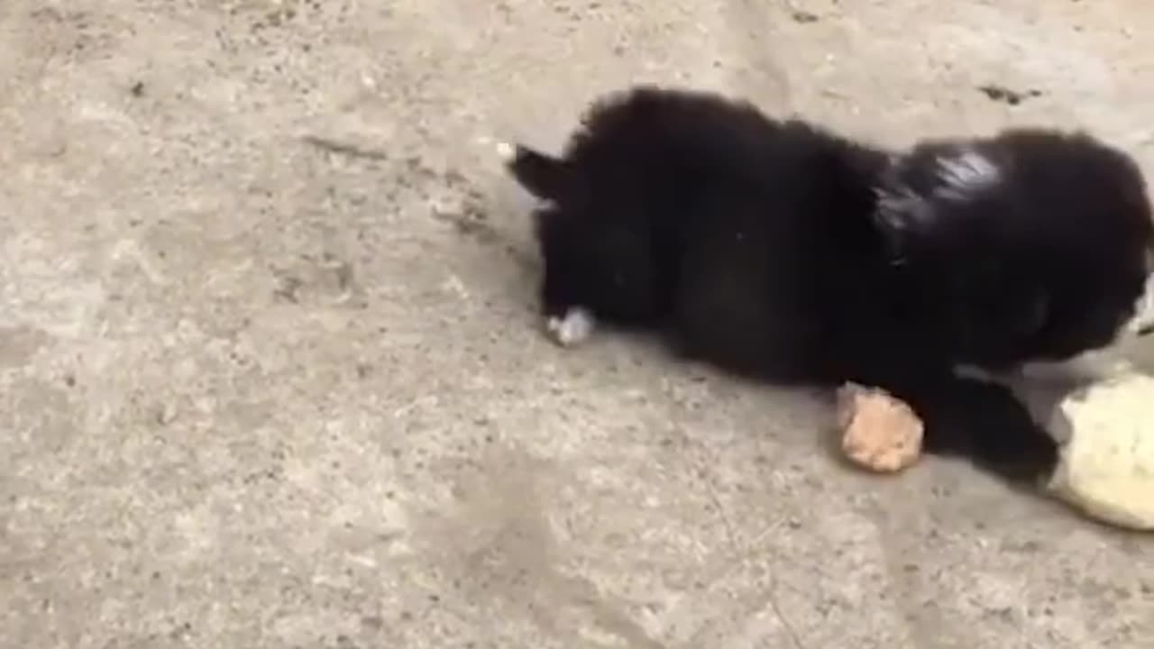 Cute and funny videos#funny#cute#fun#