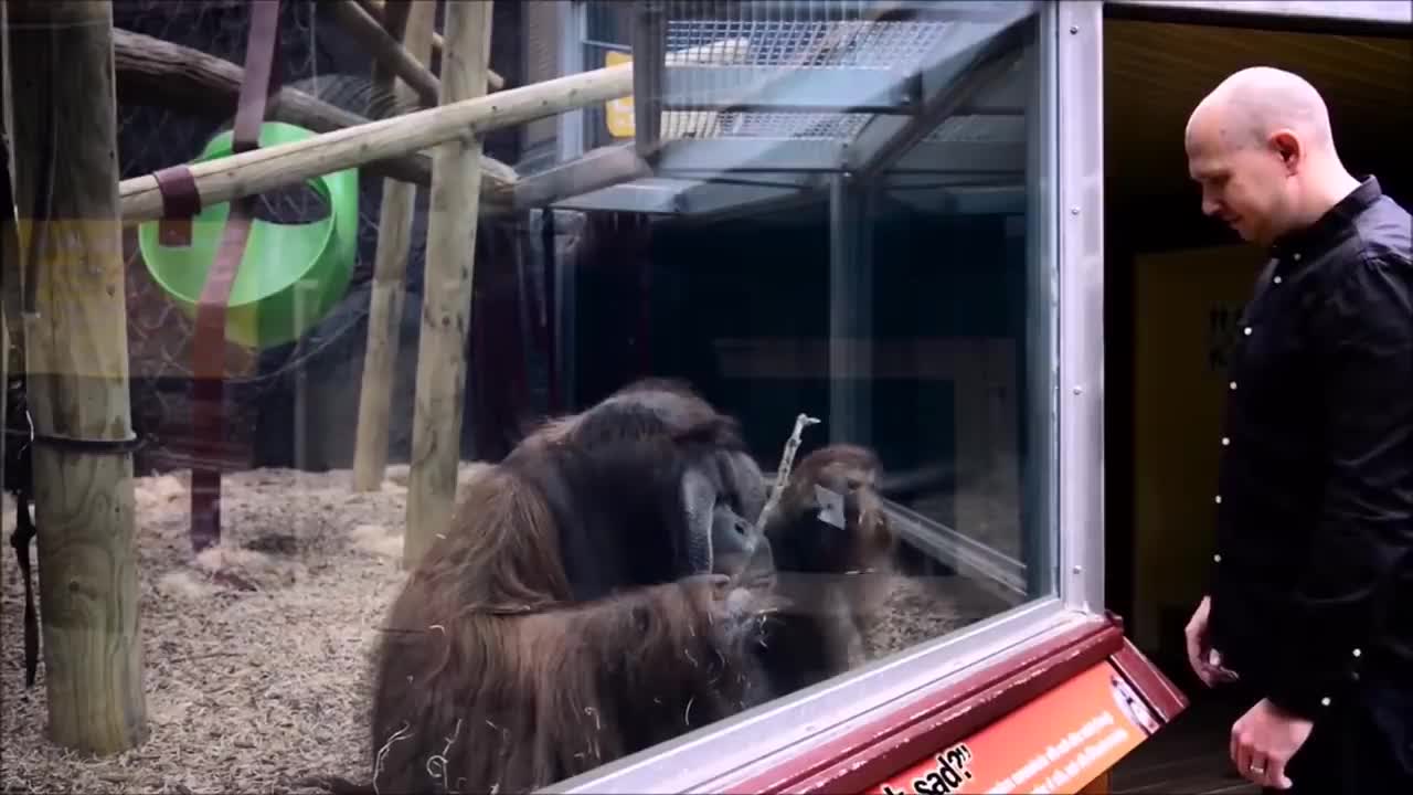 Tricks and jokes with monkeys in the zoo.
