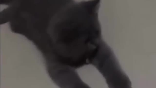 Cute and Funny Cat Videos to Keep You Smiling!