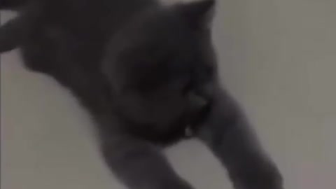 Cute and Funny Cat Videos to Keep You Smiling!