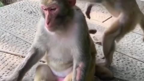 Monkey funny