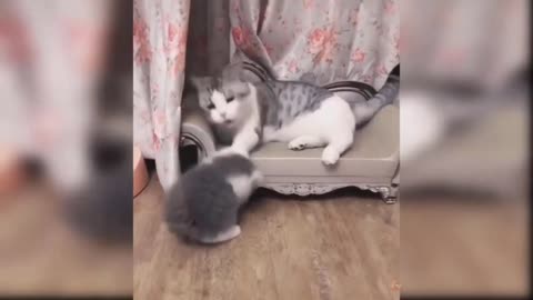 Baby funny cat video