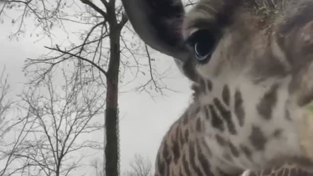 Giraffes eating