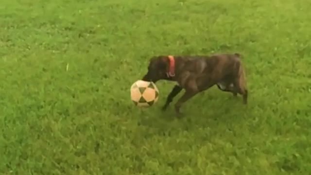 Coach Lasso would be proud! 🐶⚽️💕