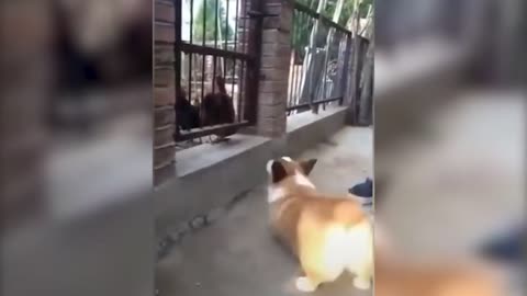 But the naughty dog and cat