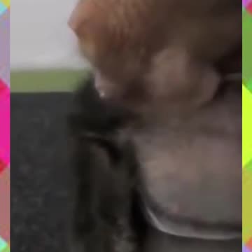 Cute Baby Baboon Just Chillin