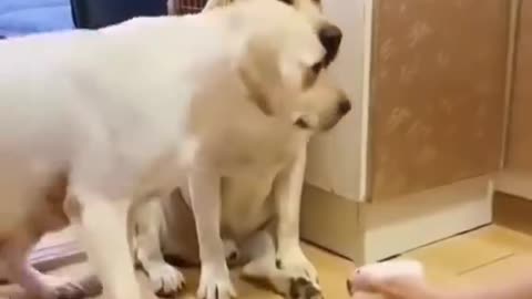 Funny dogs-See which one is smarter?
