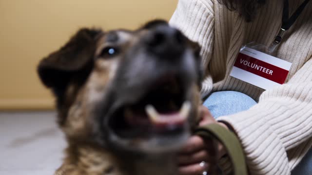 Dog training techniques for my puppy