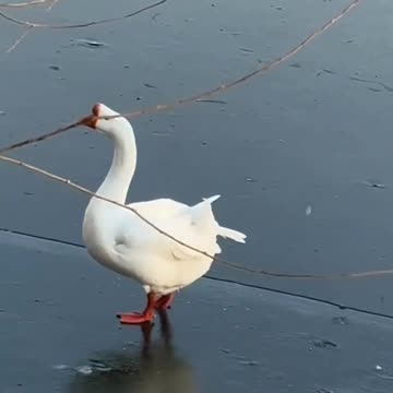 Tchaikovsky The Duck