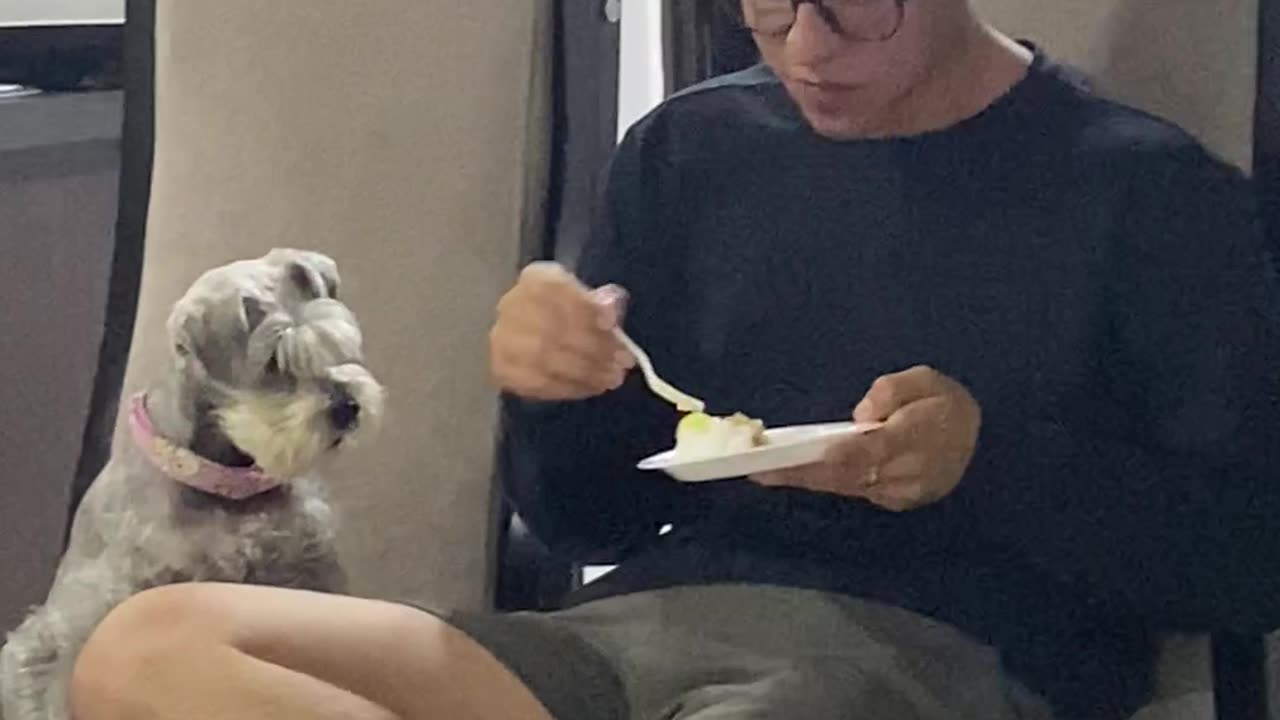 Schnauzer Just Wants a Bite of Cake