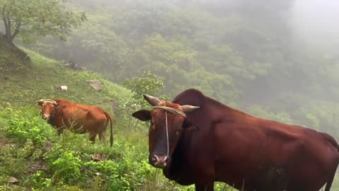 Integrate with nature!