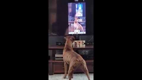 Boxer dog can't stop watching herself on TV