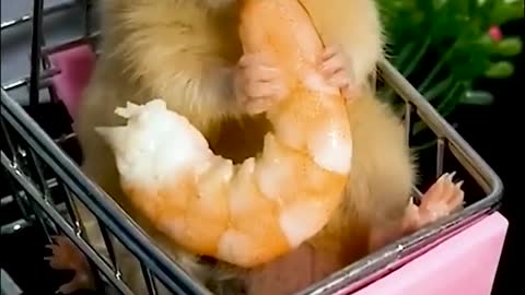 Cute Baby Animals Funny Dogs And Cats Compilation
