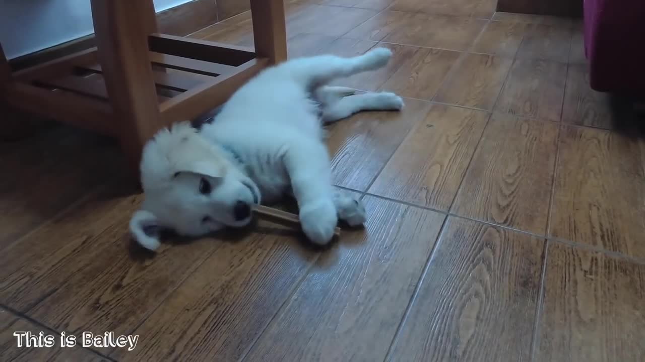 Bailey the Golden Retriever Puppy Struggles to Get Food