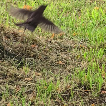 Blackbird flies in slow motion / beautiful bird flies away.