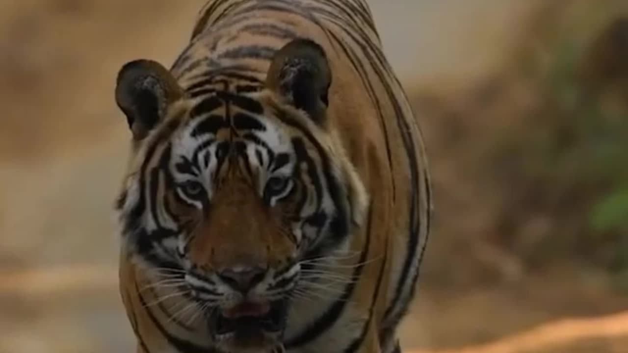 Terrible tiger scene🐯🔥 | #shorts #animals #tiger #ajanimals